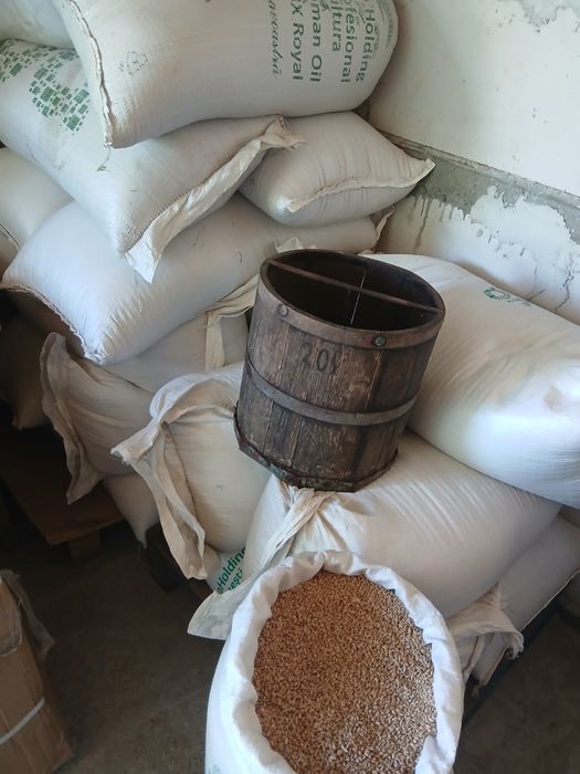 Vând grâu producție 2025