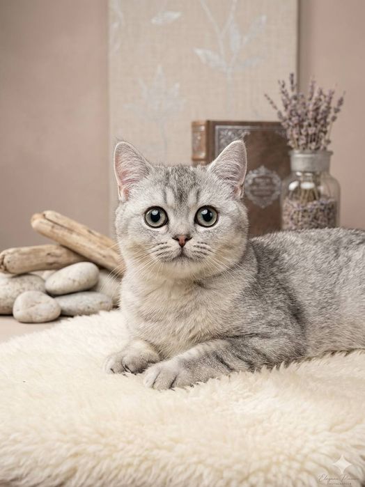 Кот Шиншилла (серебро)