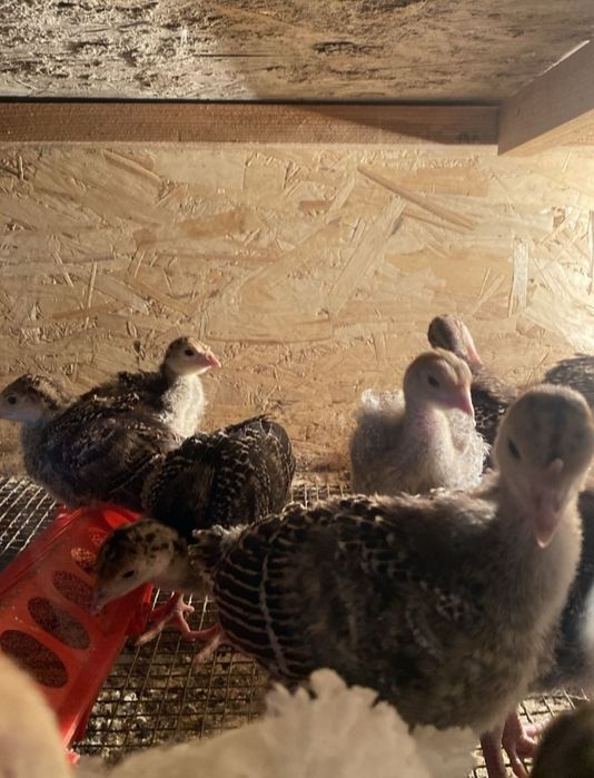 Индук.куркетауык.балапан.