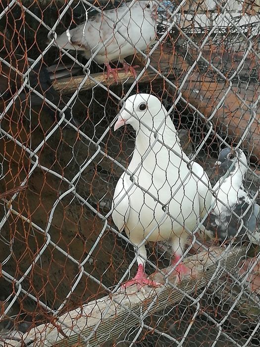 Продавам пощенски гълаби