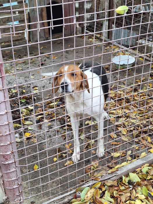 Гончие рабочие..