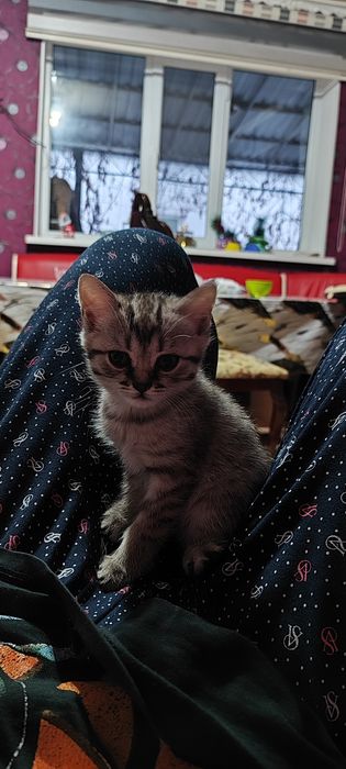 Шотландская прямоухая девочка