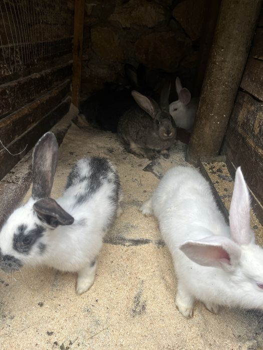 Продавам зайци кръстоска