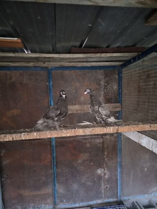 Продам  голубей  пискунов бурых
