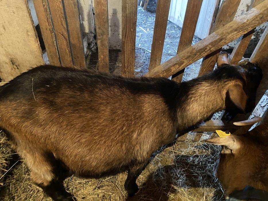 Продам козла породистый