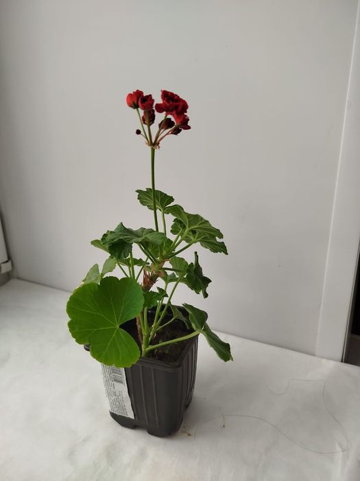 Продам. Цветы герань