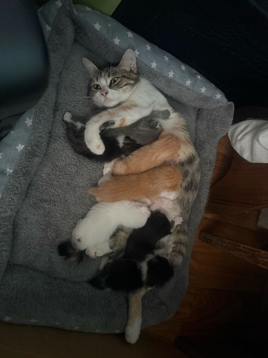 Котята отдам в хорошие руки