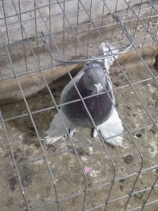 Продаётся сиреневый самец