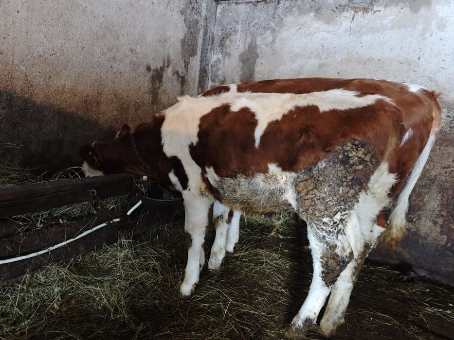 Vand vitelusa baltata românească!