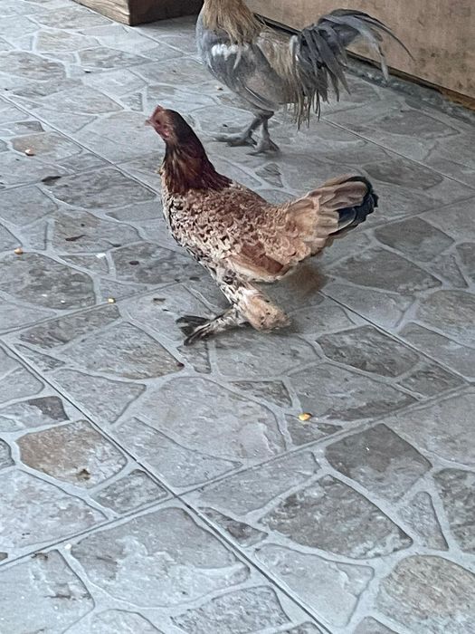 Vând găini și cocoși pitice