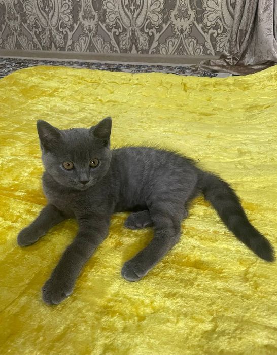 Британская кошка 2 месяц