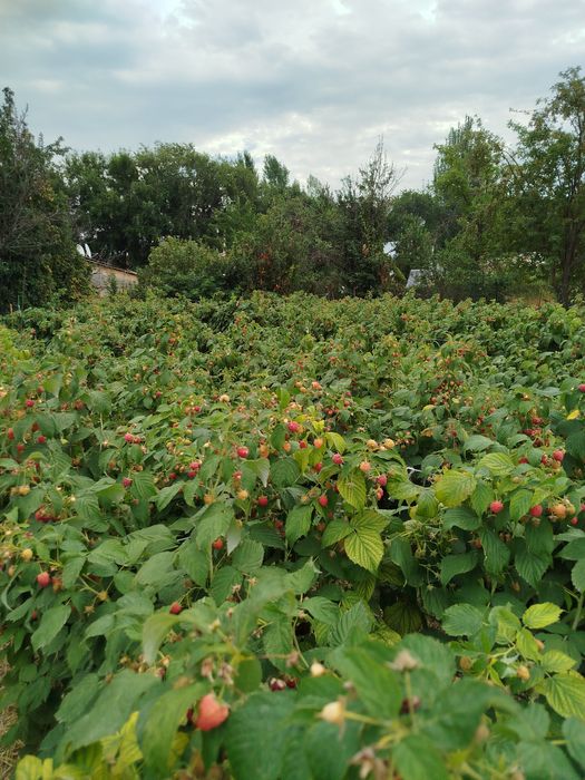 Продам саженцы ремонтантной малины