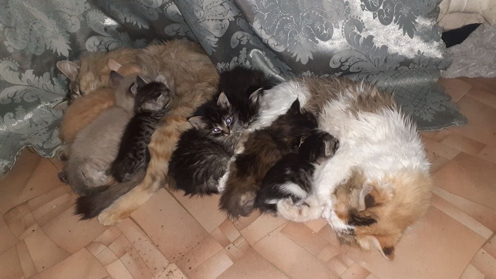 Продам котят шустрых в добрые руки