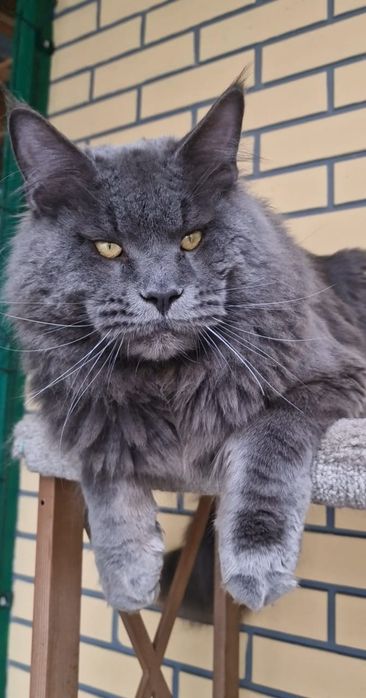 Коты мейн - куны.