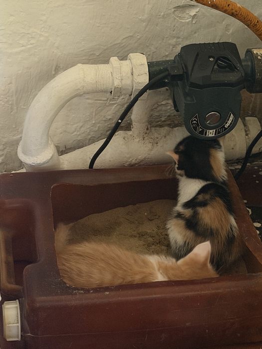 Марғаулар котята