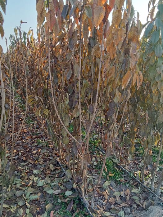 Саженцы деревьев яблоки-черешня