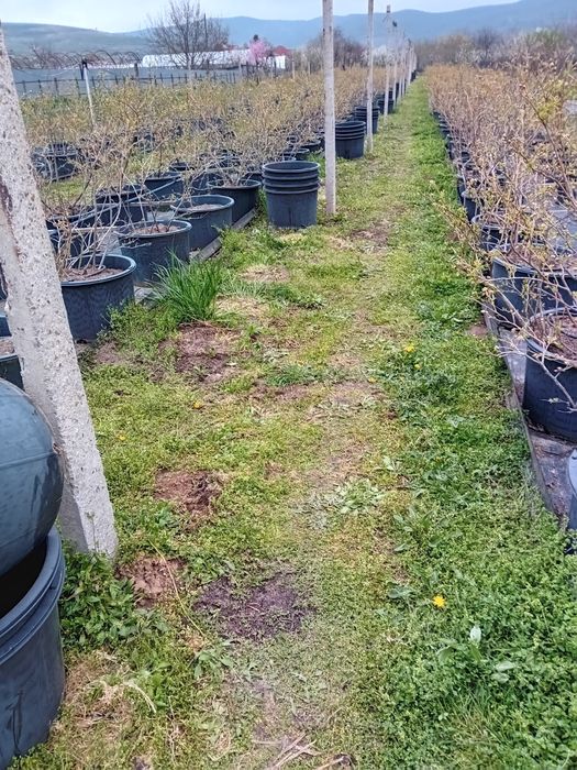 Vând ghiveci rotund negru pentru producție