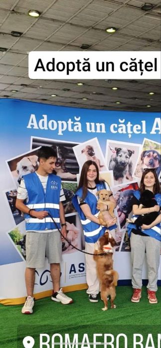 Plimb câini in Bucuresti!