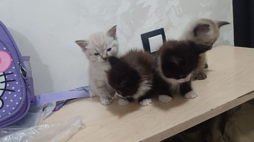 Котята 1.5 месяца