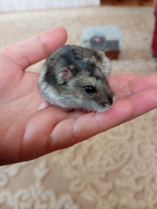 Продам джунгарского хомяка мальчика и девачка