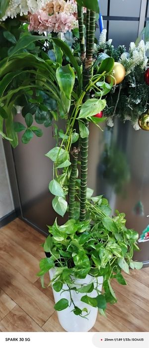 Флористика/Уход за растениями