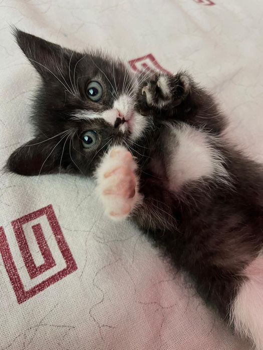 Тегин ургашы мысык