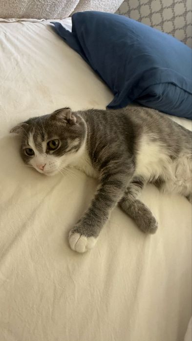 кошка 6 месяцев добрая