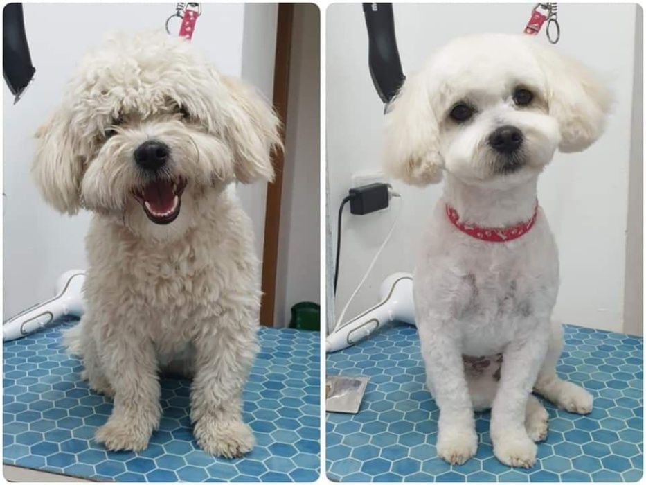 Toaletaj canin - Campia Turzii