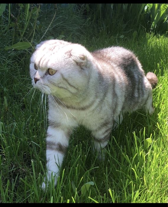 Вязка шотландец (скоттиш фолд)