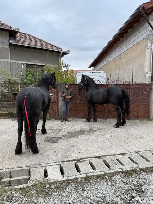 Vand sau schimb o iapa frizian si doi manji barok pinto metisi de friz