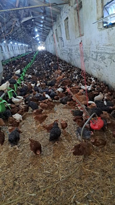 Pui alb de carne  și pui rasă mixtă