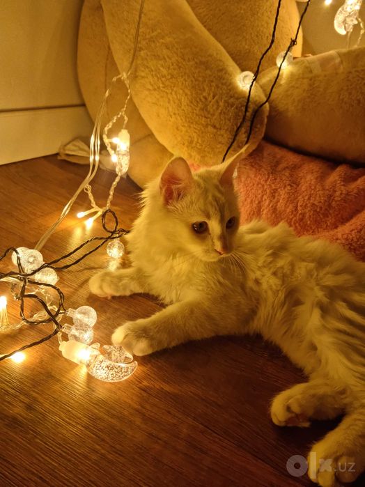 Мушук, кошка, турецский ангорка