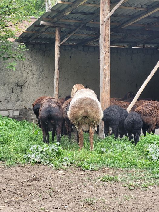 Hisori elita qo‘chqor zotini olish uchun