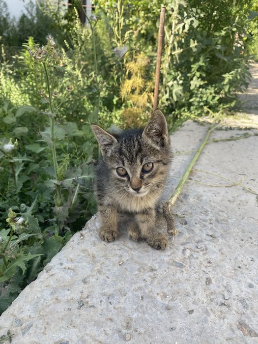 Продается кошечка