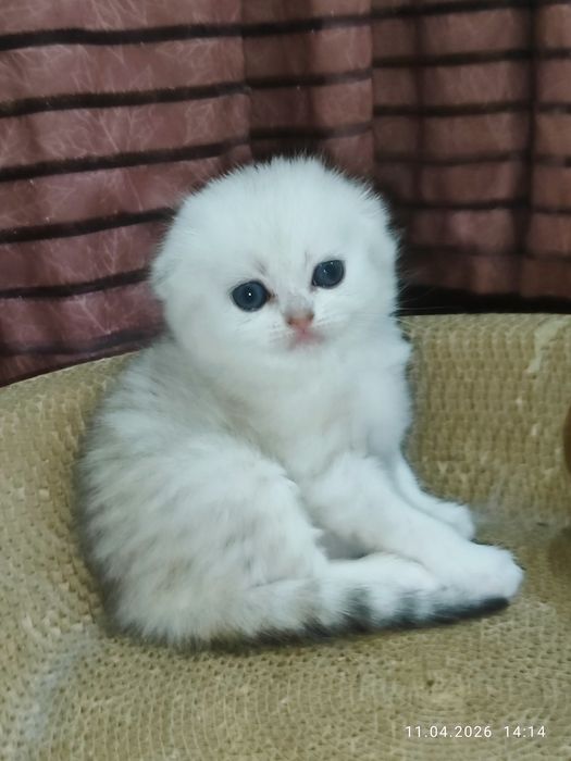 Продается Шотландский Скоттиш фолд