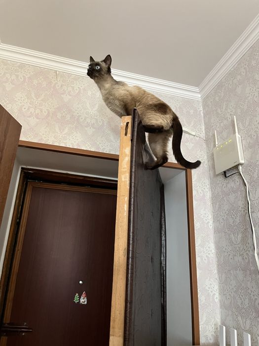 Отдам в добрые руки кошку -подросток