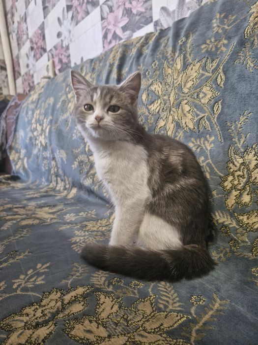 Отдаю бесплатно Котенка