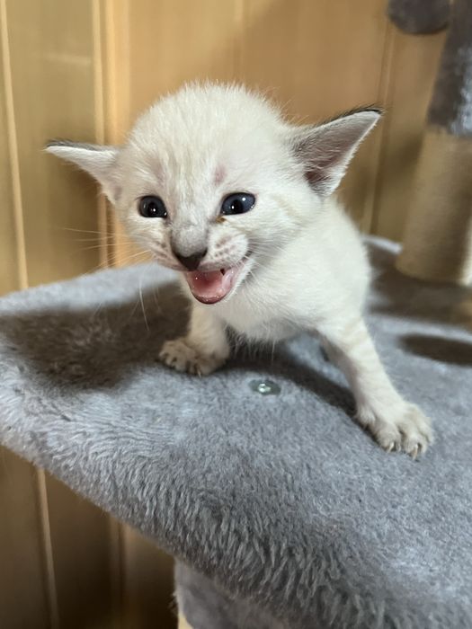 Породистые котята