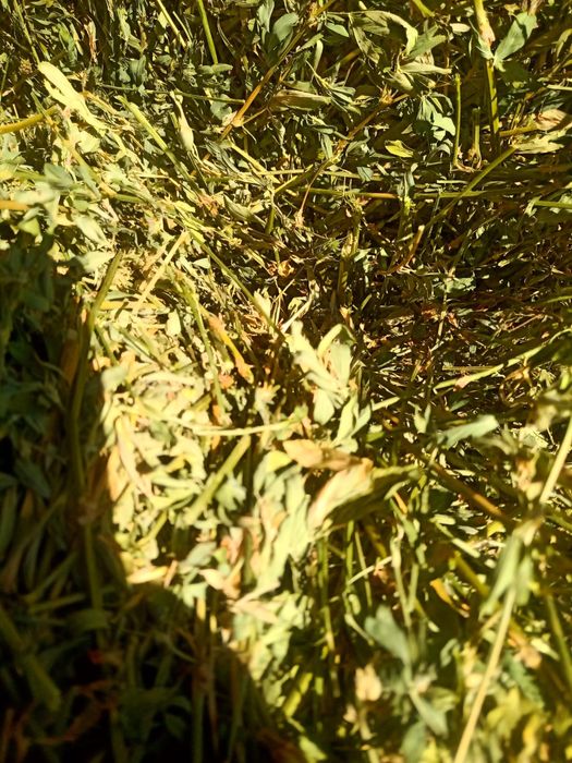 Vand baloti de lucerna de 150