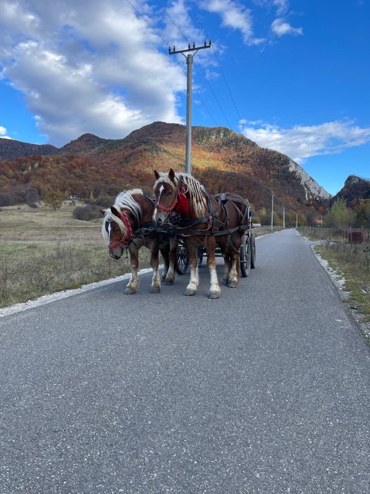 Cai , armăsari de vânzare , pereche
