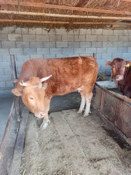 Корова продается