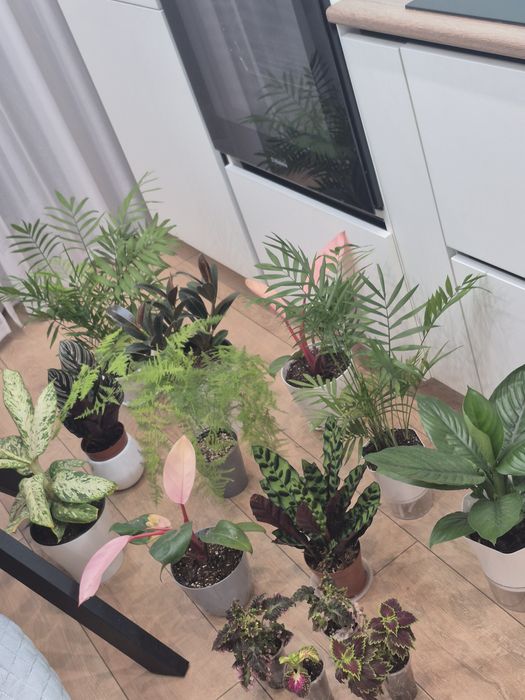 Продам комнатные цветы.