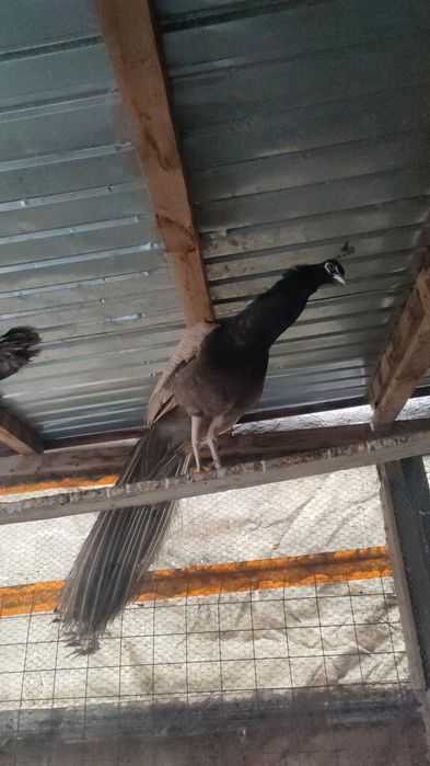 Pauni si paunite mature