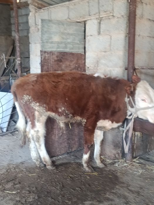 Еркек буқа сатылады