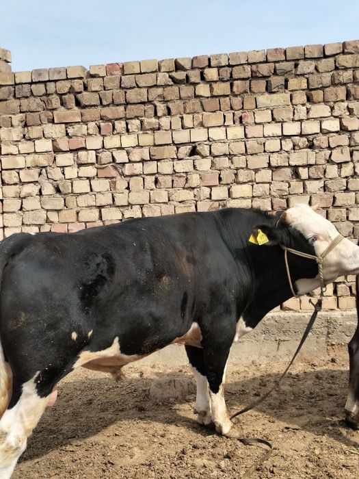 Гибрид сементал Российский черный