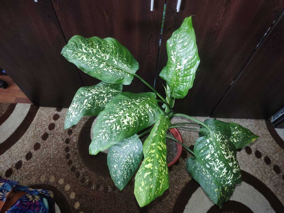 Голяма Дифенбахия