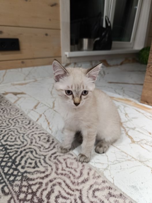 Полу сиамский кот