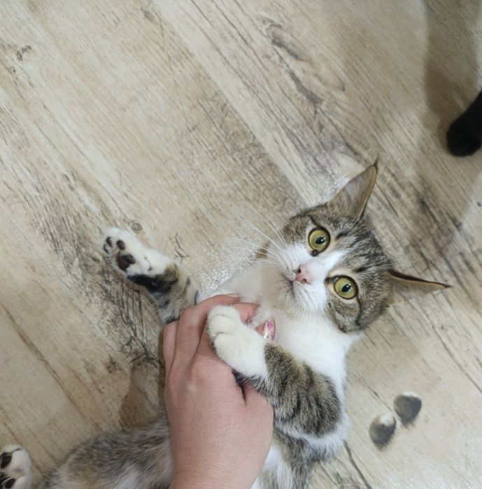 Котёнок бесплатно