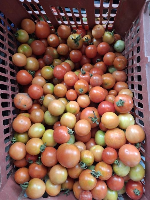 Продам помидоры черри