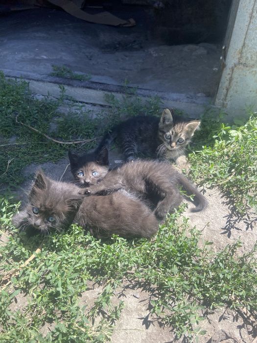 Отдадим котят в добрые руки даром